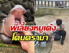 หัวจะปวด! ชาวเน็ตดราม่าพี่เลี้ยงหมูเด้ง ความจริงไม่ใช่อย่างที่เห็น